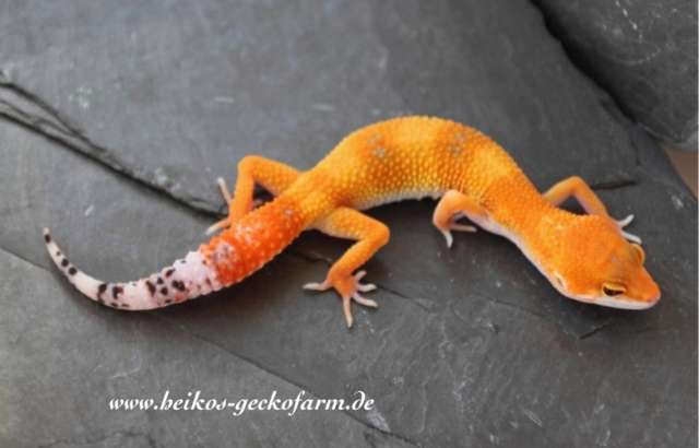Leopardgeckos